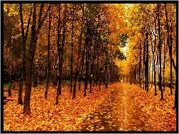 Liście, Jesienią, Park, Złote